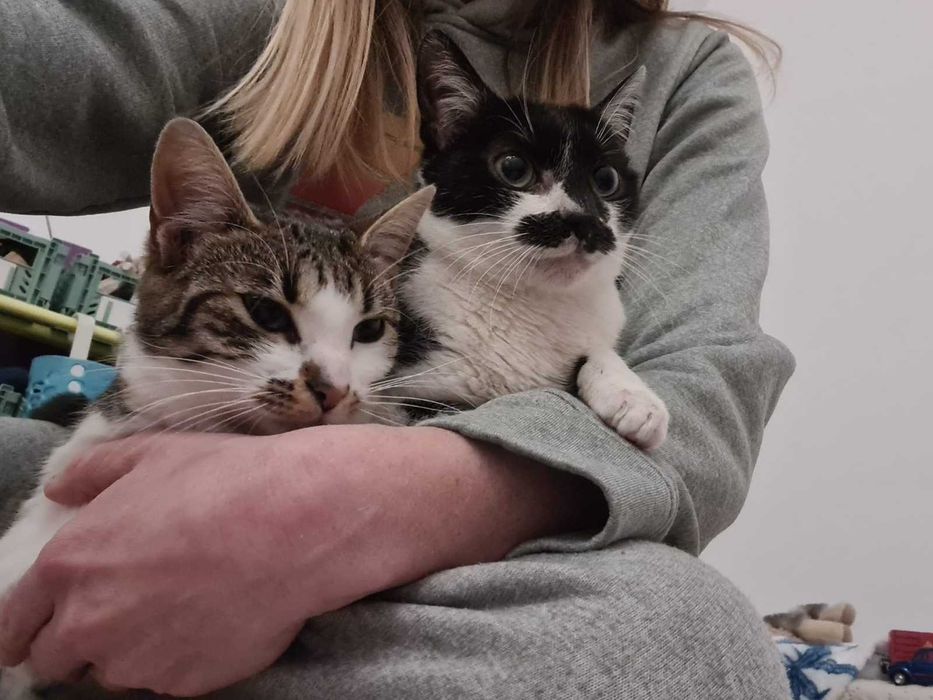 Lili și Mustăcio își caută o nouă familie iubitoare
