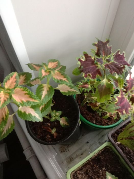 Комнатные цветы для вас