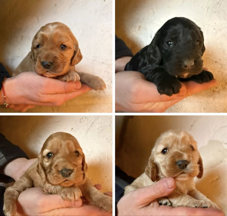 Продават се 4 малки момичета кокер шпаньол