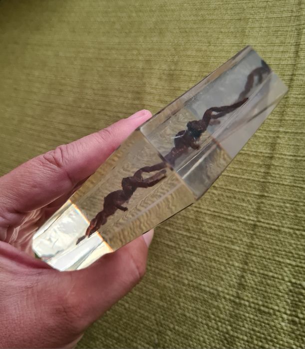 Tarantula Reala Incastrata In Rasina Insecte Reale Insectar Deagostini