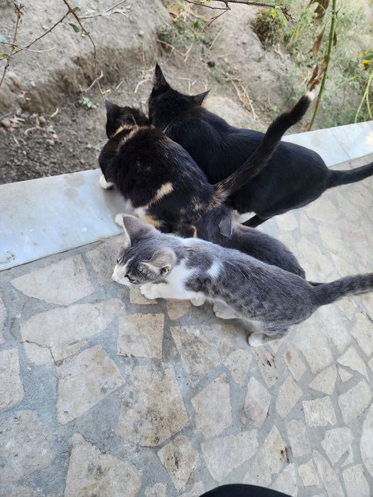 Милые, домашние котята ищут новый дом (Отдам даром).