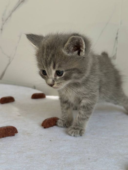 Котята британцы фолды и страйты