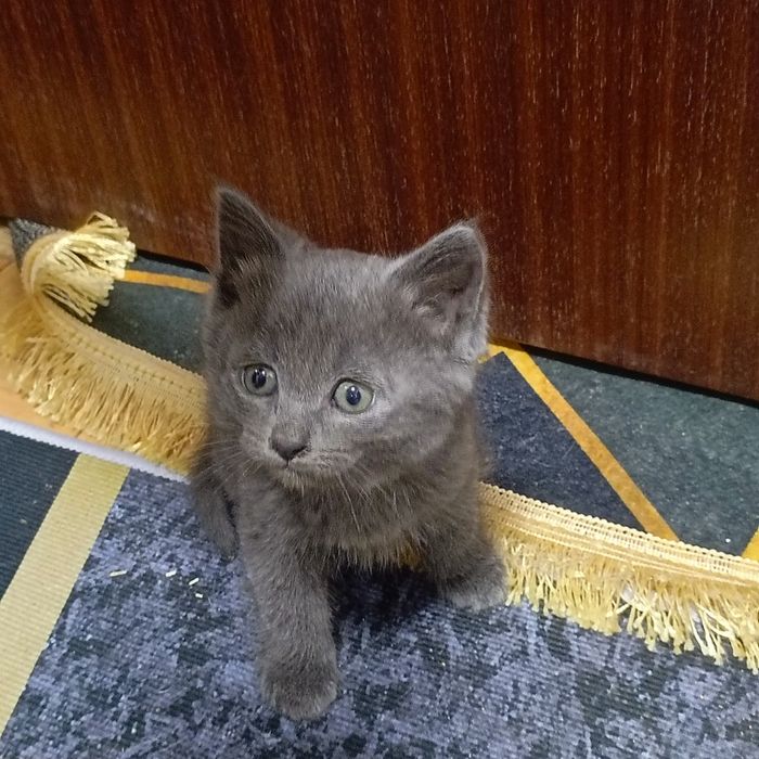 Отдам котят в добрые руки