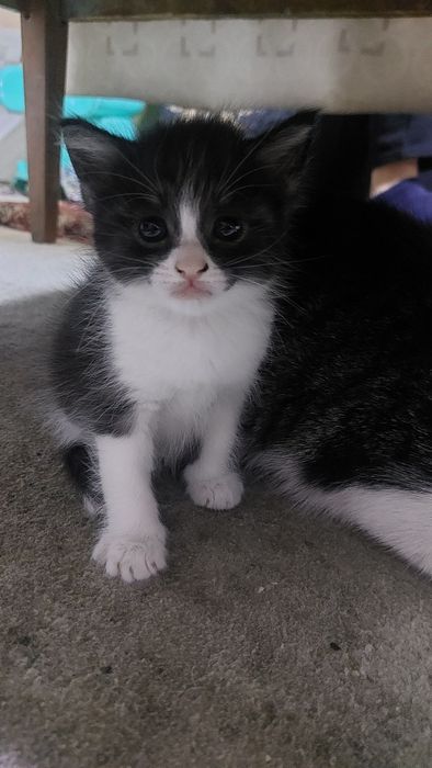 отдам котенка 1 мес