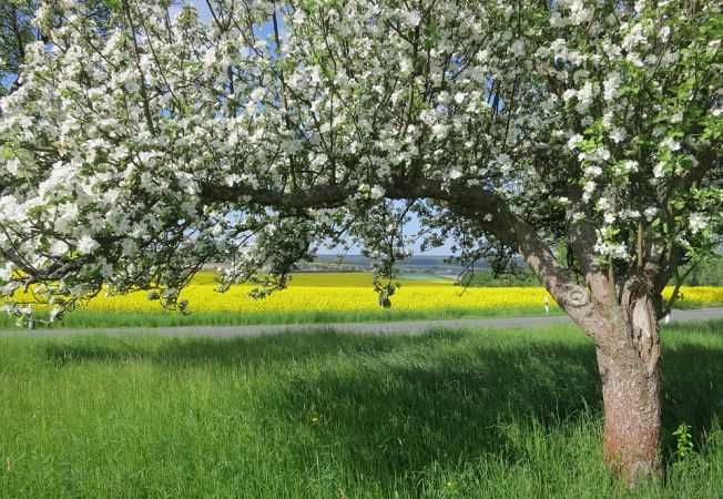 Tuns Iarba ,Taieri pomi fructiferi si vita de vie