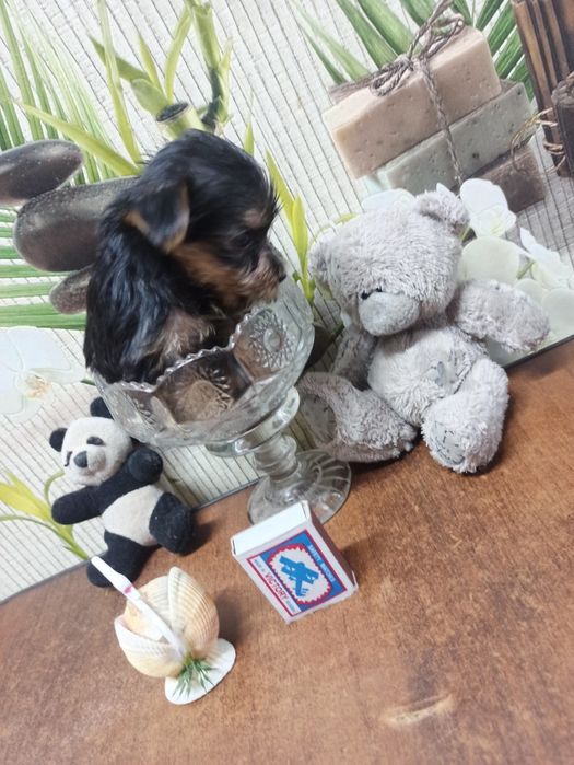 Красивые щенки Йорка