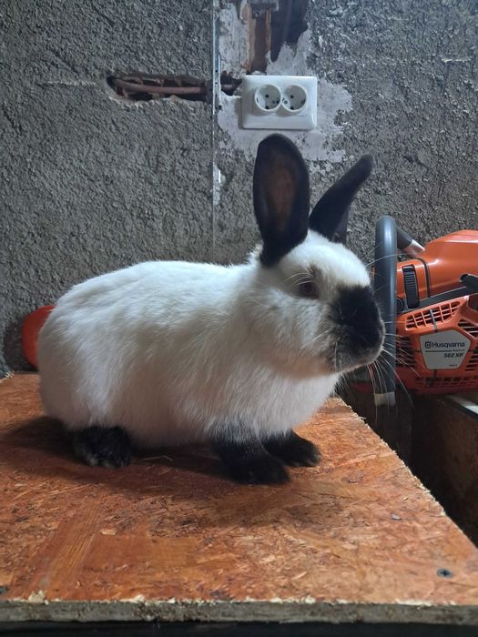 Vând iepuri californian