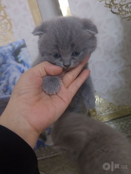 Мушукчалар сотилади