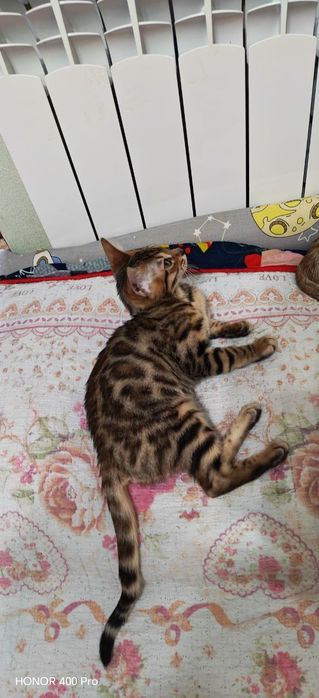 Продаются бенгальские котята