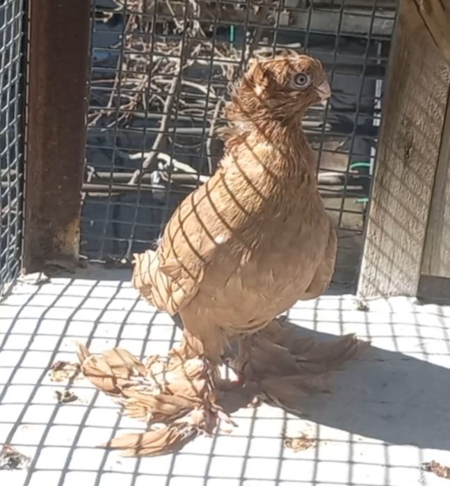 Голуби на продажу город Шымкент