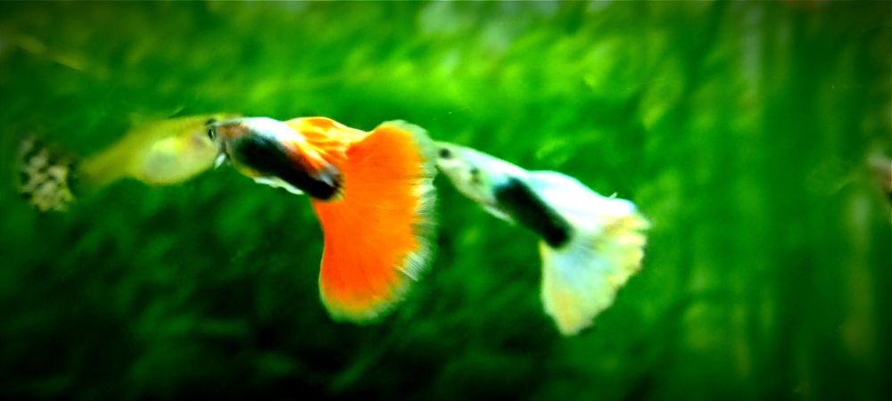 Самцы гуппи Уй балик эркаклар