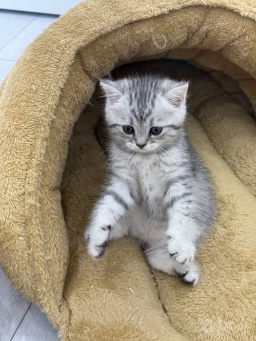 Продаются котята британские шиншилы