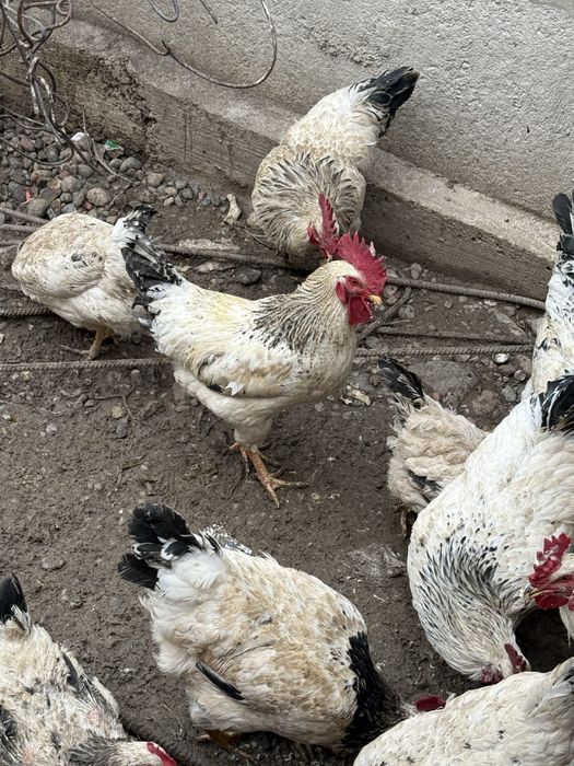 Питухи порода Адлер