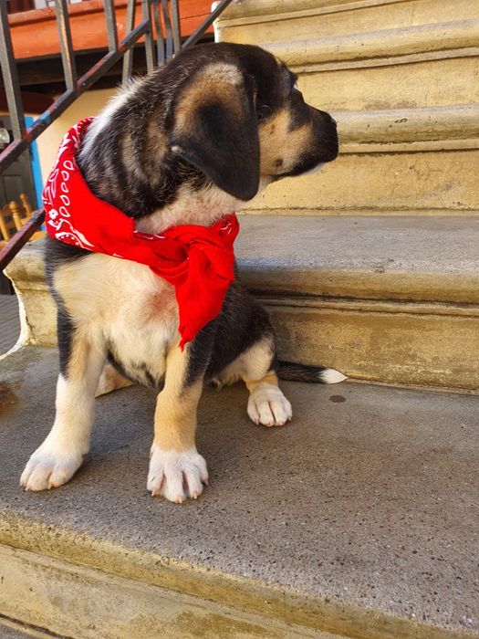 dăm spre adopție Puiuți adorabili