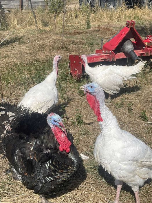 Curcani de țară crescuți natural – 100% BIO