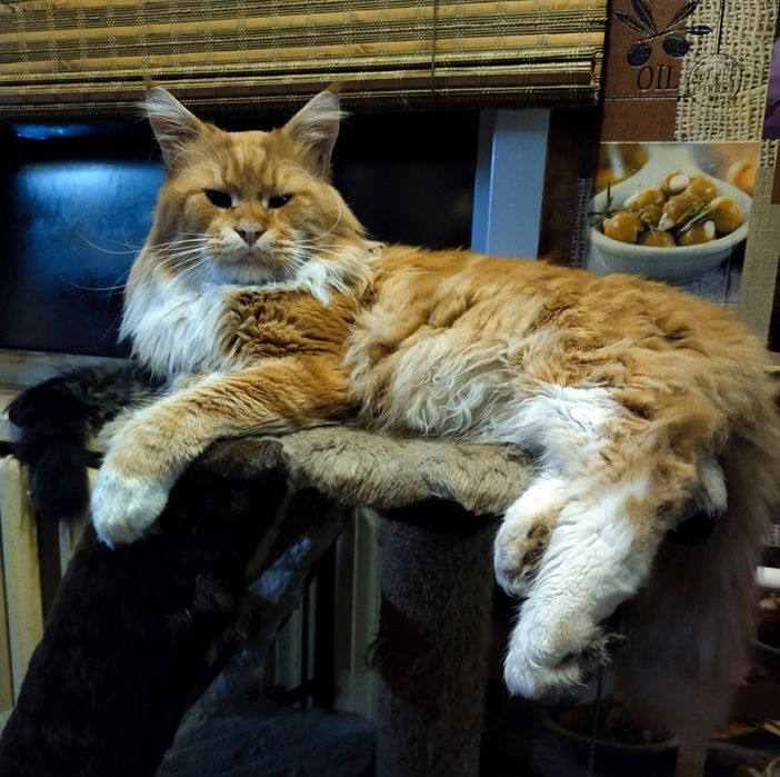 Кот на вязку Мейн-кун