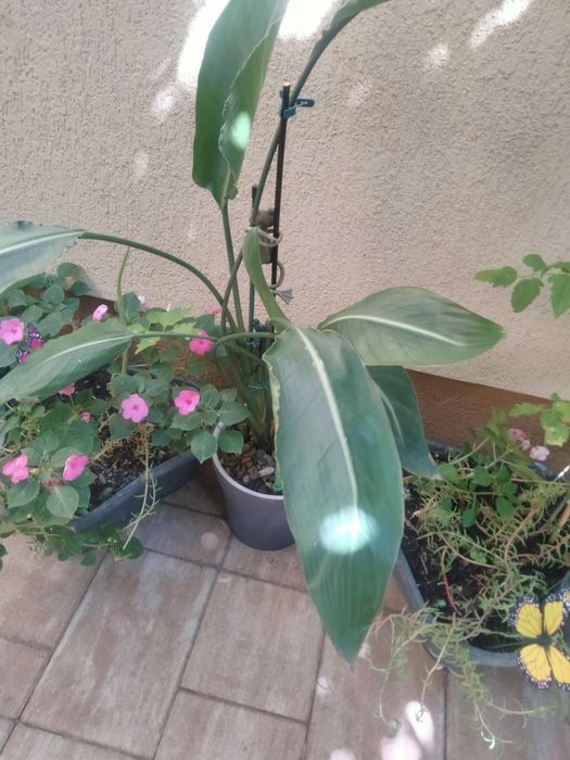Diferite plante ,