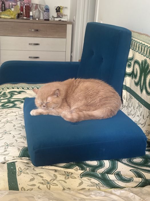 Передержка для кошек