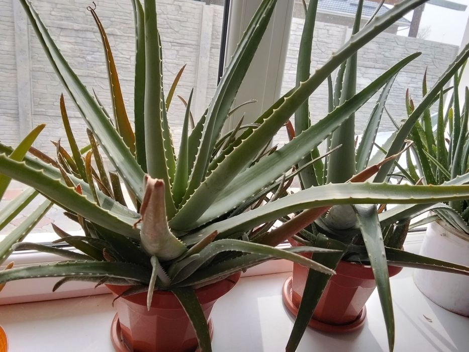 Многолетнее Алоэ Вера