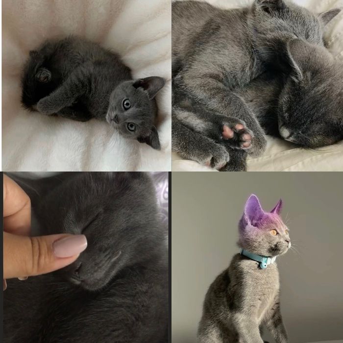 В добрые руки котят