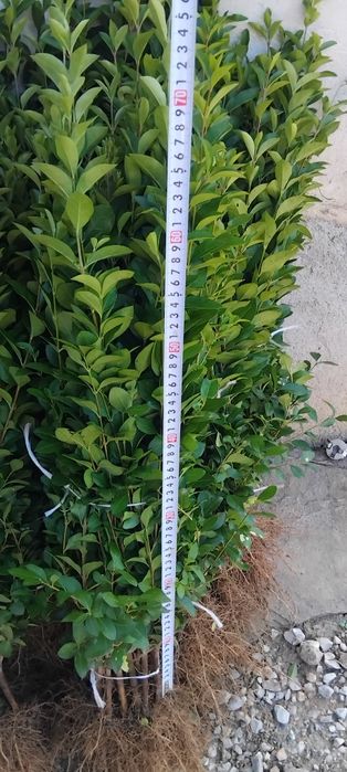 Лигуструм на гол корен