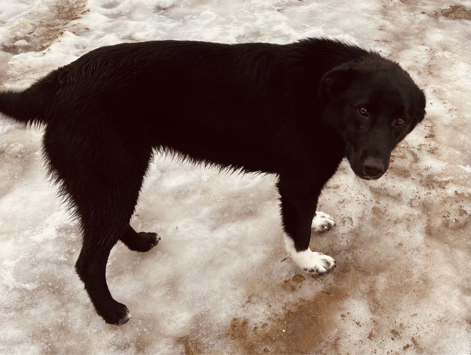 Donatie - catelusa 1 an, talie medie