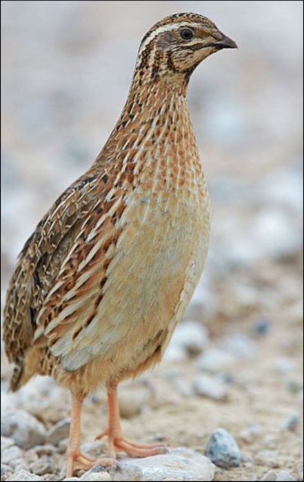 Сайроки бедоналар сотилади.
