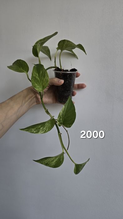 Продам филодендрон, сцинлапсус