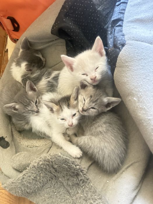Отдам котят в хорошие руки