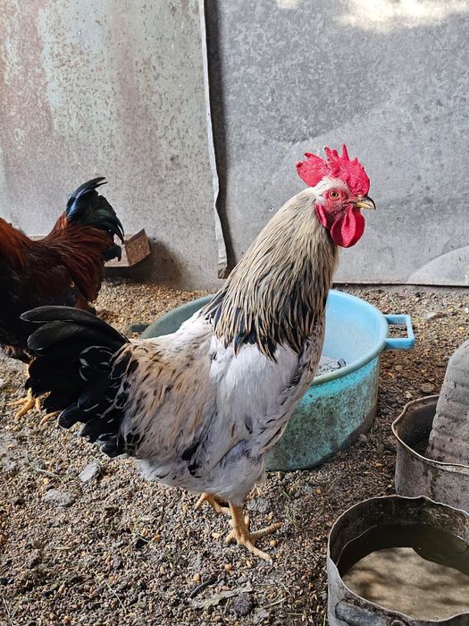 Продам домашнего петуха