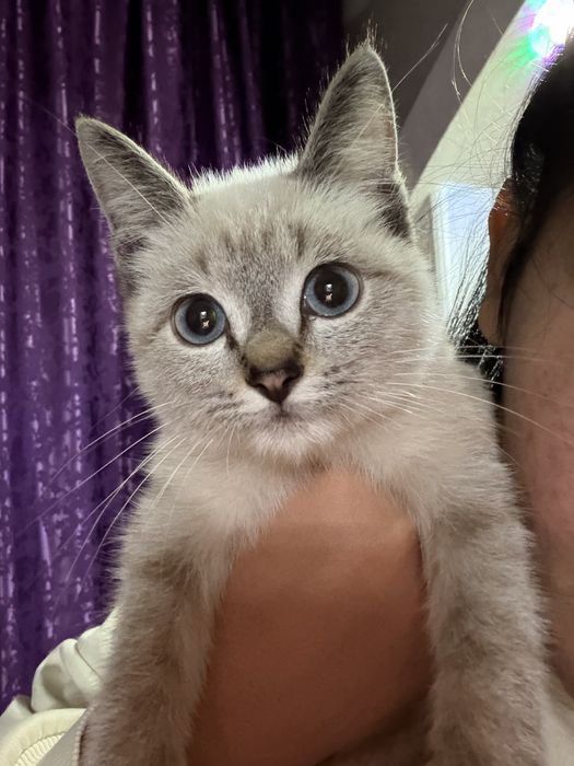 Продам свою кошку