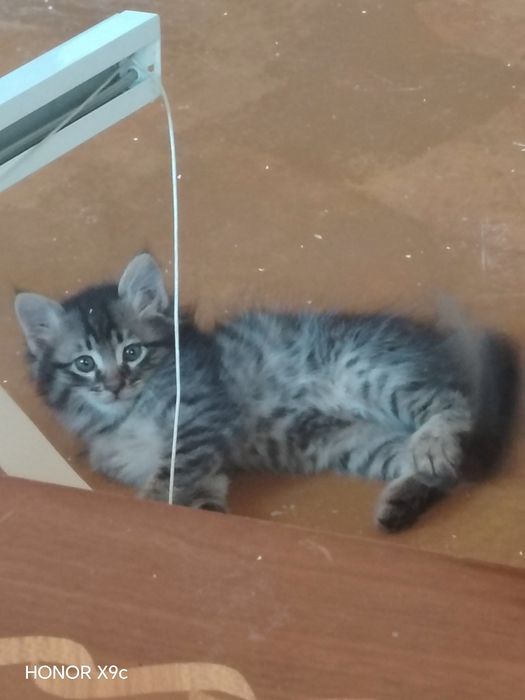 Mushuklar bor 1 ta onasi 5 ta bolasi