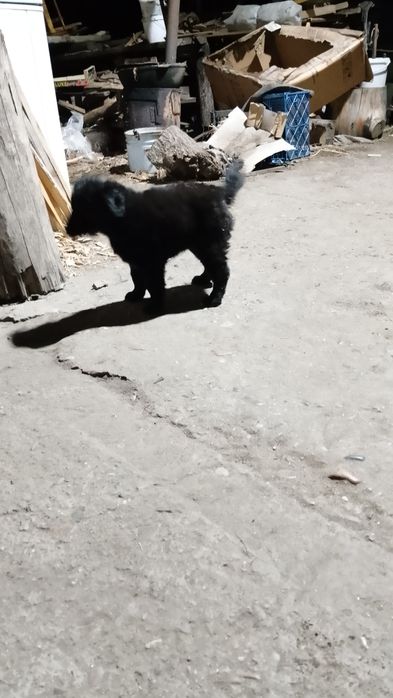 Одам хорошого щинка