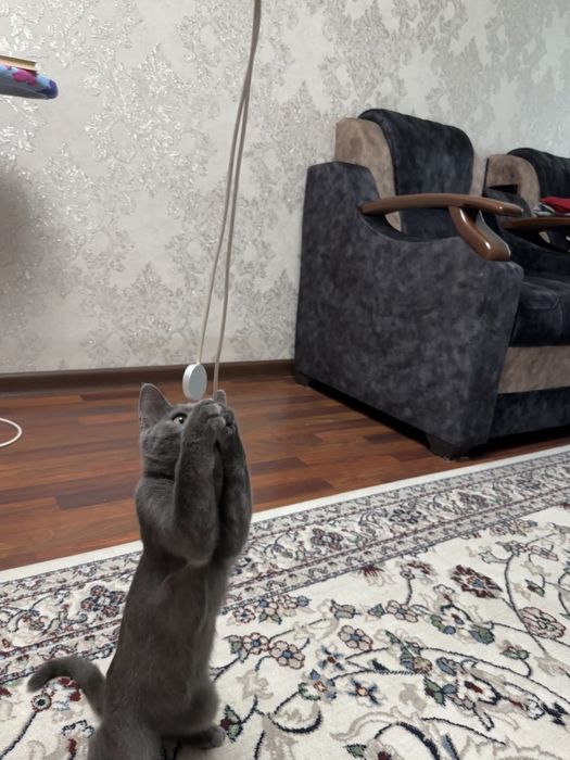 Русский голубой Котик