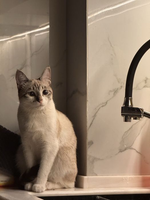 Найдена тайская кошка