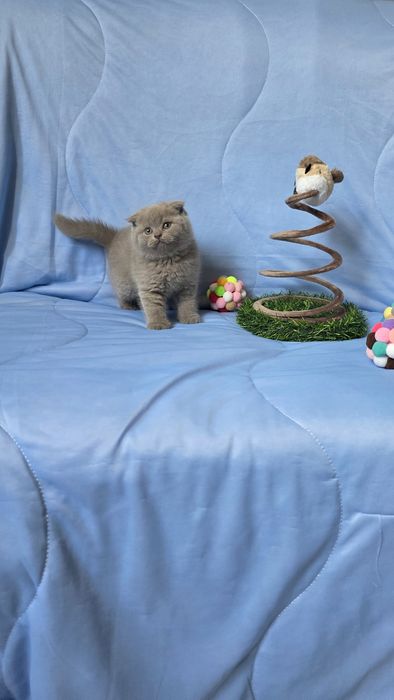 Шотландские лиловые котятки