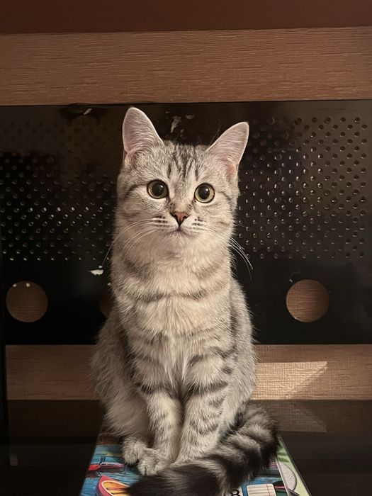 Кошку.  Забрали.