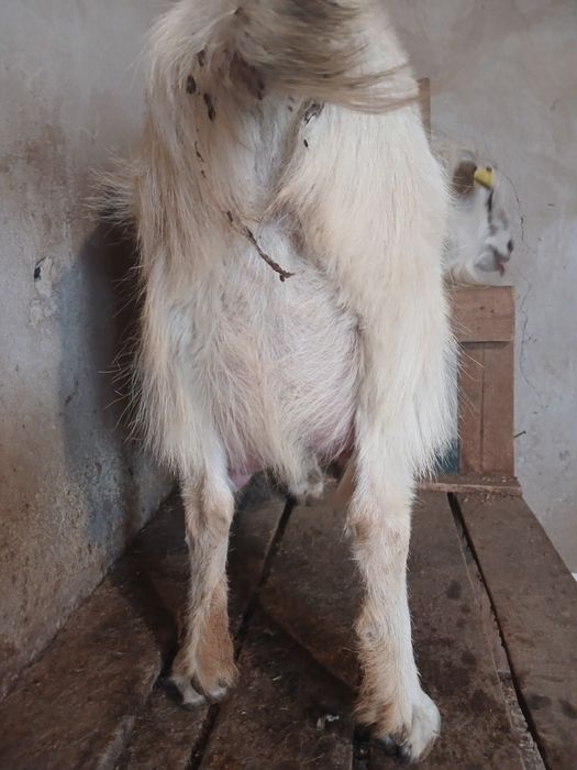 Сауын ешкілер сатылады.