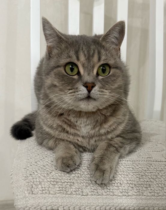 Британские короткошерстные котята