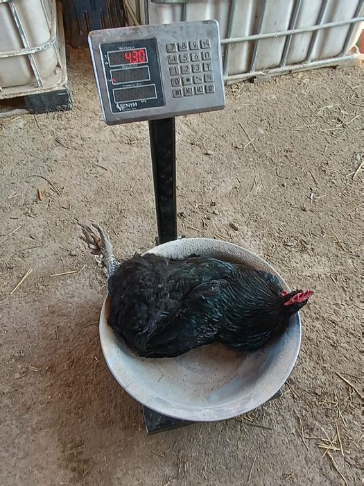 Джерсидский гигант қораздары сатылады