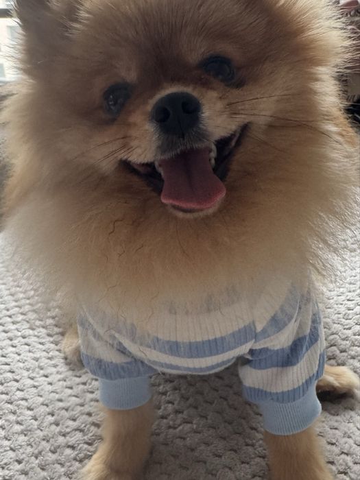 Померан с чип и всички ваксини