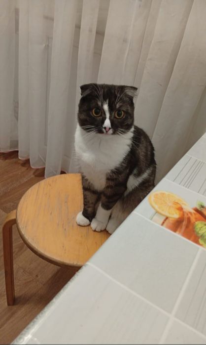 Отдам в добрые руки