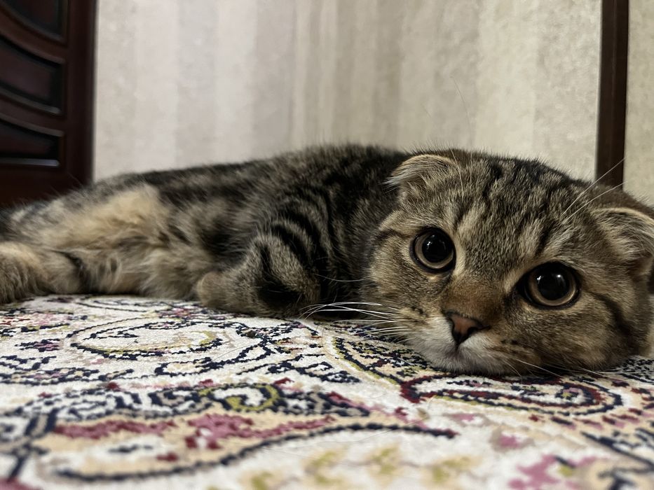 Mushuk scottishfold