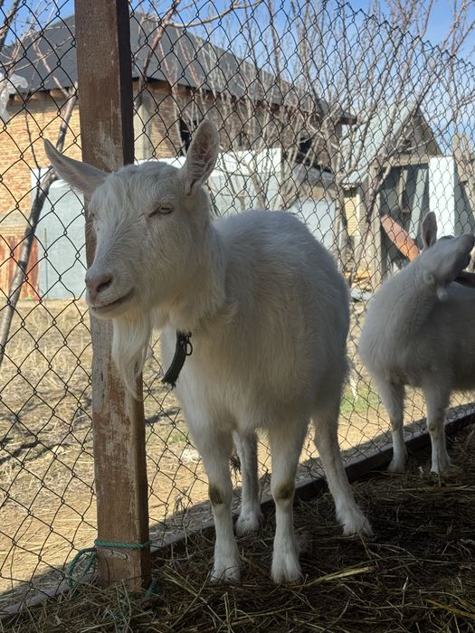 Заненский коза,занен ешкі