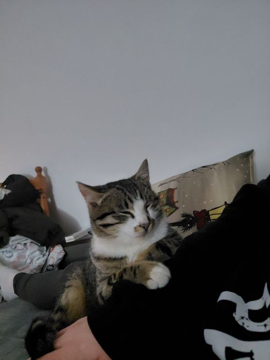 Pet sitter valenii de munte