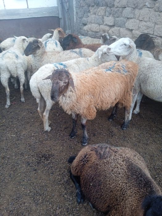 Еркек Бағлан продается