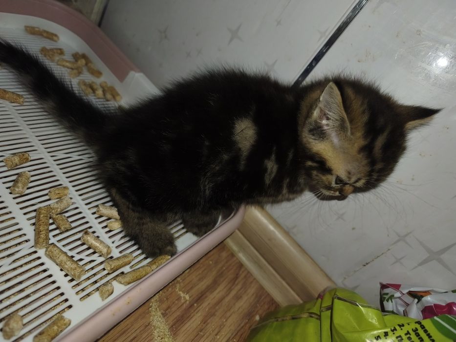 Шотладскии котенок мальчик