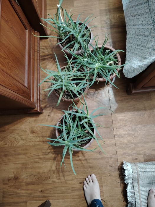 Продам Алоэ столетник