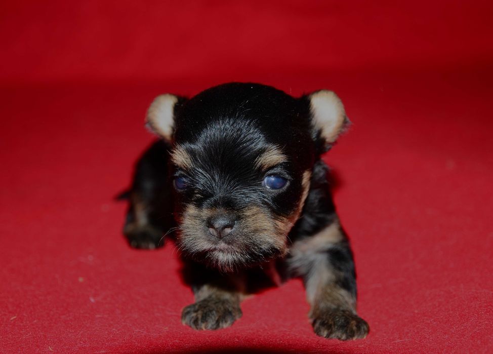 Йоркширский терьер ,роскошные щенки йорка!