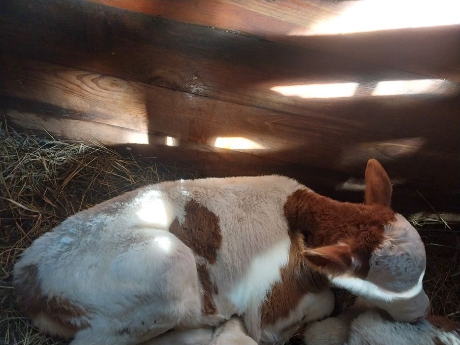 Продам телёнка бычка